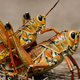 Grasshopper. Wikimedia Commons